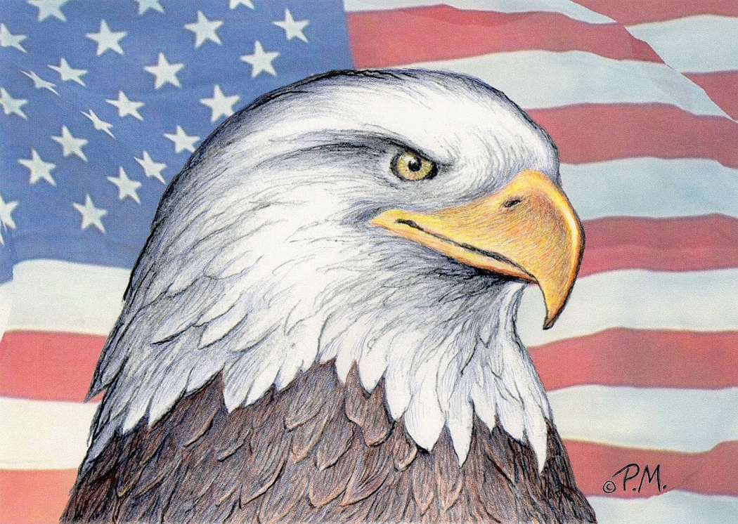 American Bald Eagle (Paul McGehee)