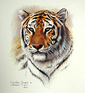 Bengal Tiger (Charles Frace)