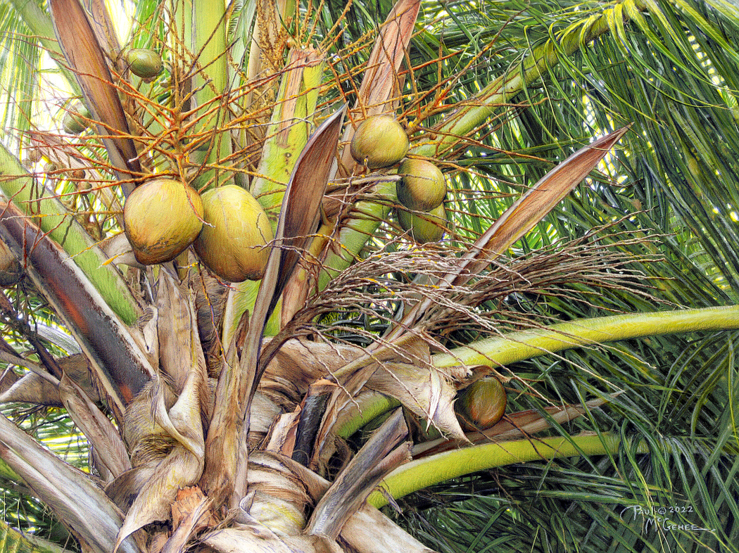 Coconuts (Paul McGehee)