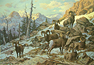 Evening Solitude - Big Horn Sheep (Harry Adamson)