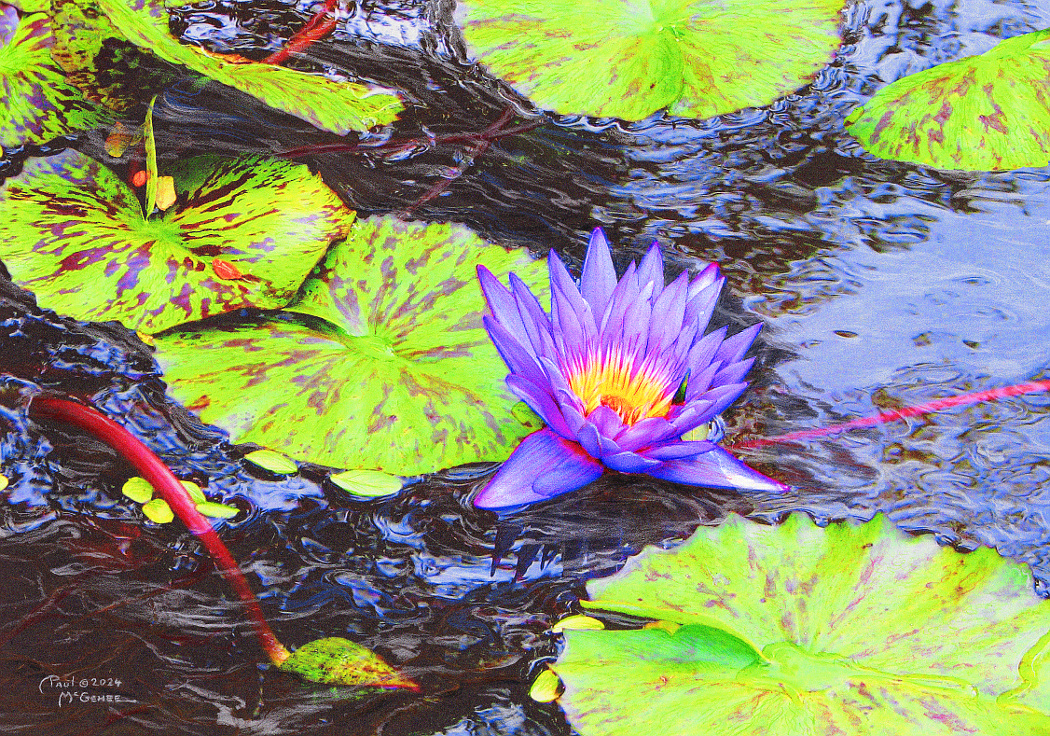 Water Lily (Paul McGehee)